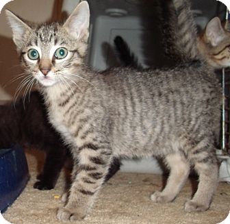 Domestic Shorthair Kitten for Sale in Porter, Texas - Nutmeg Domestic Shorthair Kitten for Sale in Porter, Texas - Nutmeg