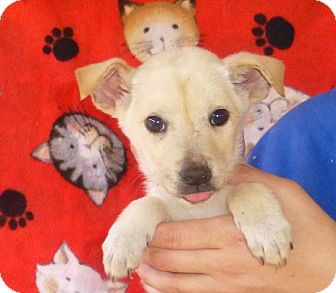 Sheltie, Shetland Sheepdog Mix Puppy for Sale in Oviedo, Florida - Tommy Sheltie, Shetland Sheepdog Mix Puppy for Sale in Oviedo, Florida - Tommy