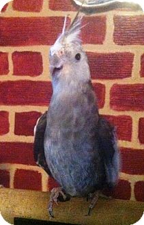 Cockatiel for Sale in Shawnee Mission, Kansas - Earl Cockatiel for Sale in Shawnee Mission, Kansas - Earl