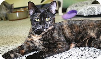 Domestic Shorthair Kitten for Sale in Edmonton, Alberta - Zoey Domestic Shorthair Kitten for Sale in Edmonton, Alberta - Zoey
