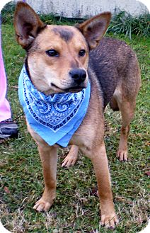 Shiba Inu Mix Dog for Sale in Bluff city, Tennessee - BEETHOVEN Shiba Inu Mix Dog for Sale in Bluff city, Tennessee - BEETHOVEN