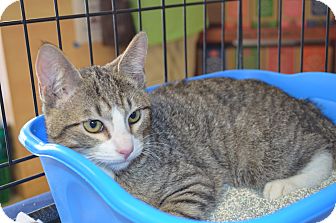 Domestic Shorthair Kitten for Sale in Houston, Texas - Chief Domestic Shorthair Kitten for Sale in Houston, Texas - Chief