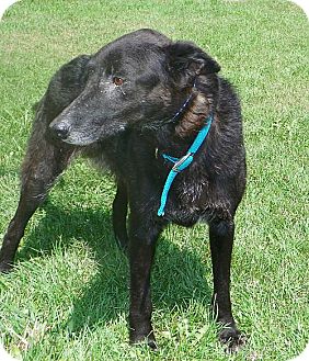 Labrador Retriever Mix Dog for Sale in Howell, Michigan - Cody Labrador Retriever Mix Dog for Sale in Howell, Michigan - Cody