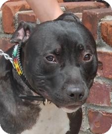 American Pit Bull Terrier Mix Dog for Sale in Brooklyn, New York - Pak American Pit Bull Terrier Mix Dog for Sale in Brooklyn, New York - Pak