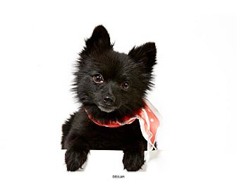 Pomeranian Dog for Sale in New York, New York - Delilah Pomeranian Dog for Sale in New York, New York - Delilah