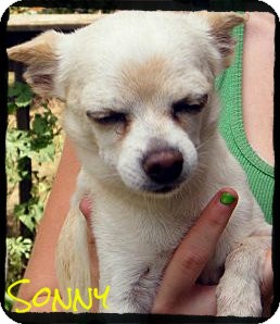 Chihuahua Mix Dog for Sale in cumberland, Rhode Island - Sonny *Reduced Adoption Fee* Chihuahua Mix Dog for Sale in cumberland, Rhode Island - Sonny *Reduced Adoption Fee*