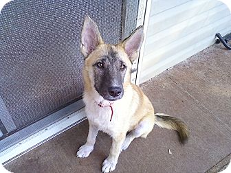 German Shepherd Dog Puppy for Sale in Greeneville, Tennessee - Timber German Shepherd Dog Puppy for Sale in Greeneville, Tennessee - Timber