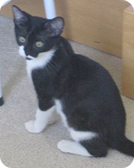 Domestic Shorthair Cat for Sale in Poway, California - Chocolate Pie Domestic Shorthair Cat for Sale in Poway, California - Chocolate Pie