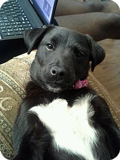 Labrador Retriever/Border Collie Mix Puppy for Sale in Gainesville, Florida - Sleeping Beauty Labrador Retriever/Border Collie Mix Puppy for Sale in Gainesville, Florida - Sleeping Beauty