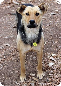 German Shepherd Dog Mix Dog for Sale in Westminster, Colorado - Eliza German Shepherd Dog Mix Dog for Sale in Westminster, Colorado - Eliza