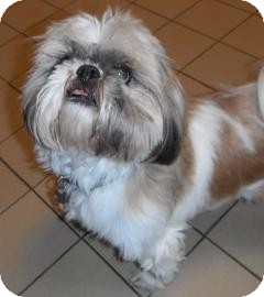 Shih Tzu Dog for Sale in Jackson, Michigan - Griffin Shih Tzu Dog for Sale in Jackson, Michigan - Griffin