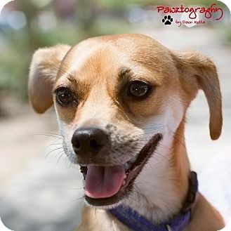 Chihuahua Mix Dog for Sale in Phoenix, Arizona - Greg Brady Chihuahua Mix Dog for Sale in Phoenix, Arizona - Greg Brady