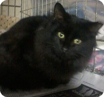 Domestic Mediumhair Cat for Sale in Salem, New Hampshire - Whisper Domestic Mediumhair Cat for Sale in Salem, New Hampshire - Whisper