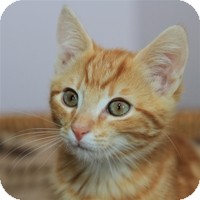 Domestic Shorthair Kitten for Sale in Albany, New York - Lenny Domestic Shorthair Kitten for Sale in Albany, New York - Lenny