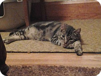 Domestic Shorthair Kitten for Sale in Leominster, Massachusetts - Tigger Domestic Shorthair Kitten for Sale in Leominster, Massachusetts - Tigger