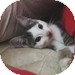 Domestic Shorthair Kitten for Sale in Vancouver, British Columbia - Charlie Domestic Shorthair Kitten for Sale in Vancouver, British Columbia - Charlie