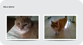 Domestic Longhair Cat for Sale in Toronto, Ontario - Klaus Domestic Longhair Cat for Sale in Toronto, Ontario - Klaus
