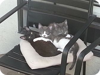 Domestic Shorthair Cat for Sale in Laguna Woods, California - Possum Domestic Shorthair Cat for Sale in Laguna Woods, California - Possum