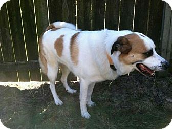 St. Bernard/Labrador Retriever Mix Dog for Sale in Morgantown, West Virginia - MaryGold St. Bernard/Labrador Retriever Mix Dog for Sale in Morgantown, West Virginia - MaryGold