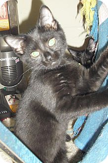Domestic Shorthair Kitten for Sale in Fairborn, Ohio - Petunia-Crown Village Domestic Shorthair Kitten for Sale in Fairborn, Ohio - Petunia-Crown Village