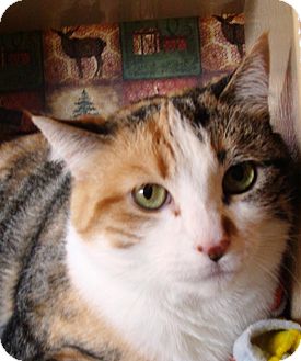 Domestic Shorthair Cat for Sale in Albany, New York - Cindy Domestic Shorthair Cat for Sale in Albany, New York - Cindy