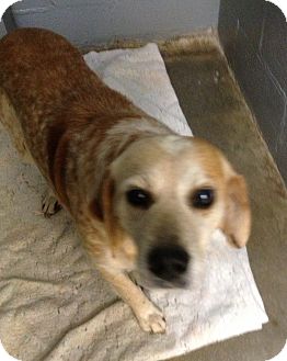 Beagle Mix Dog for Sale in Richmond, Virginia - Rusty Beagle Mix Dog for Sale in Richmond, Virginia - Rusty