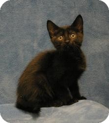Domestic Shorthair Kitten for Sale in Sacramento, California - Shadow Domestic Shorthair Kitten for Sale in Sacramento, California - Shadow