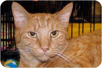 Domestic Shorthair Cat for Sale in Harrisburg, North Carolina - Victor Domestic Shorthair Cat for Sale in Harrisburg, North Carolina - Victor