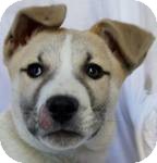 Labrador Retriever Mix Puppy for Sale in Thousand Oaks, California - Kris Labrador Retriever Mix Puppy for Sale in Thousand Oaks, California - Kris