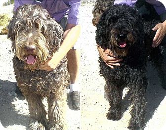 Labradoodle Dog for Sale in Phoenix, Arizona - Duncan Labradoodle Dog for Sale in Phoenix, Arizona - Duncan