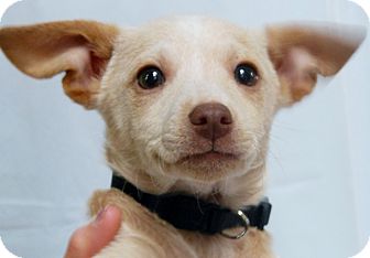 Australian Cattle Dog/Chihuahua Mix Puppy for Sale in Thousand Oaks, California - Caramel Australian Cattle Dog/Chihuahua Mix Puppy for Sale in Thousand Oaks, California - Caramel