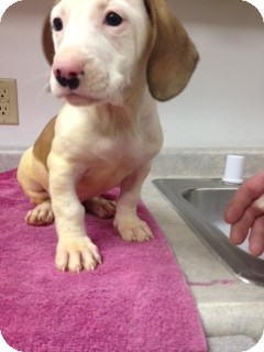 Terrier (Unknown Type, Medium) Mix Puppy for Sale in Chippewa Falls, Wisconsin - Smith Terrier (Unknown Type, Medium) Mix Puppy for Sale in Chippewa Falls, Wisconsin - Smith