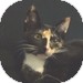 Domestic Shorthair Kitten for Sale in Vancouver, British Columbia - Amelia Domestic Shorthair Kitten for Sale in Vancouver, British Columbia - Amelia