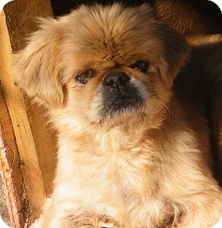Pekingese Mix Dog for Sale in cumberland, Rhode Island - Pete Pekingese Mix Dog for Sale in cumberland, Rhode Island - Pete