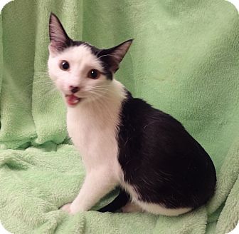 Domestic Shorthair Kitten for Sale in Bentonville, Arkansas - Prince Domestic Shorthair Kitten for Sale in Bentonville, Arkansas - Prince