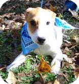Beagle Mix Dog for Sale in Windham, New Hampshire - Theodore Tbone In New England Beagle Mix Dog for Sale in Windham, New Hampshire - Theodore Tbone In New England