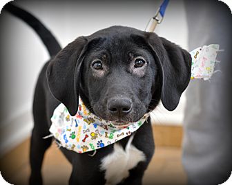 Labrador Retriever/Border Collie Mix Puppy for Sale in Sparta, New Jersey - Snickers Labrador Retriever/Border Collie Mix Puppy for Sale in Sparta, New Jersey - Snickers