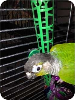 Conure for Sale in Punta Gorda, Florida - Squirt Conure for Sale in Punta Gorda, Florida - Squirt