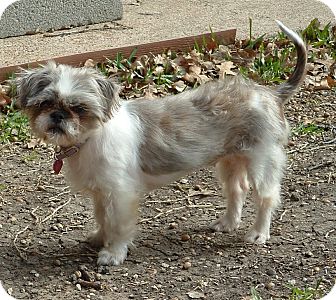 Shih Tzu Mix Dog for Sale in Granbury, Texas - Paris Shih Tzu Mix Dog for Sale in Granbury, Texas - Paris