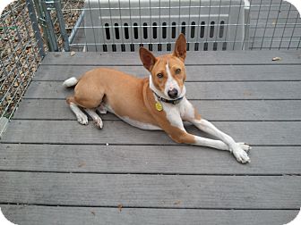Basenji Dog for Sale in Seminole, Florida - Cooper Basenji Dog for Sale in Seminole, Florida - Cooper