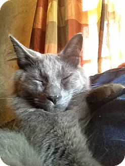 Domestic Mediumhair Cat for Sale in Wenatchee, Washington - Sterling Domestic Mediumhair Cat for Sale in Wenatchee, Washington - Sterling