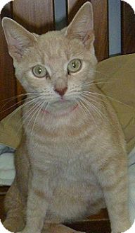 Domestic Shorthair Cat for Sale in Hamburg, New York - Ginger Kitty Domestic Shorthair Cat for Sale in Hamburg, New York - Ginger Kitty