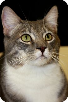 Domestic Shorthair Cat for Sale in Phoenix, Arizona - Flower Domestic Shorthair Cat for Sale in Phoenix, Arizona - Flower