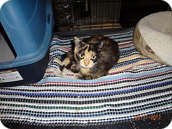 Calico Cat for Sale in Saint Albans, West Virginia - Kim Calico Cat for Sale in Saint Albans, West Virginia - Kim