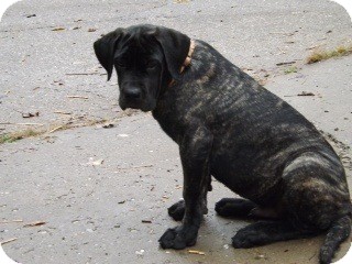 Mastiff Puppy for Sale in Danbury, Connecticut - DOZER PUREBRED Mastiff Puppy for Sale in Danbury, Connecticut - DOZER PUREBRED
