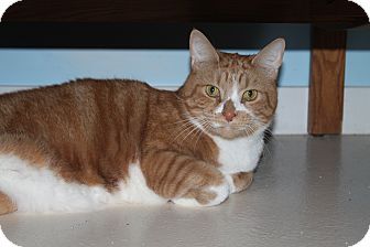 Domestic Shorthair Cat for Sale in North Branford, Connecticut - Henry Domestic Shorthair Cat for Sale in North Branford, Connecticut - Henry