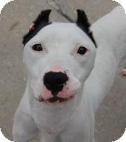 Dogo Argentino Dog for Sale in New York, New York - Beauty Dogo Argentino Dog for Sale in New York, New York - Beauty