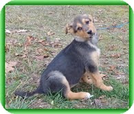 Shepherd (Unknown Type) Mix Puppy for Sale in Allentown, Pennsylvania - Yasmin Shepherd (Unknown Type) Mix Puppy for Sale in Allentown, Pennsylvania - Yasmin