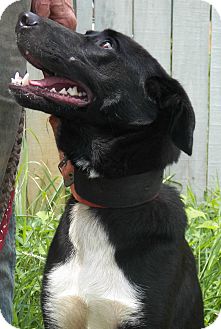 Border Collie/Labrador Retriever Mix Dog for Sale in Sussex, New Jersey - Banjo Border Collie/Labrador Retriever Mix Dog for Sale in Sussex, New Jersey - Banjo