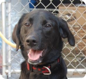 Labrador Retriever Mix Dog for Sale in Brooklyn, New York - Susan Labrador Retriever Mix Dog for Sale in Brooklyn, New York - Susan